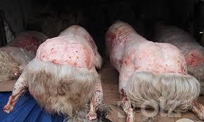 Цагаан сарын ууц