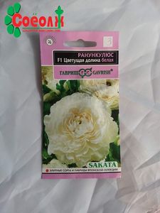 Ранункулюс цэцгийн үр