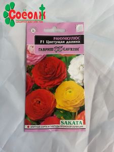 Ранункулюс цэцгийн үр