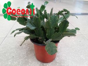 Зиго кактус