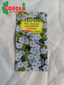 Флокс цэцгийн үр
