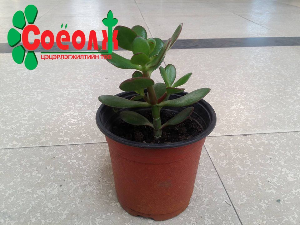 Мөнгөний мод, Mungunii mod